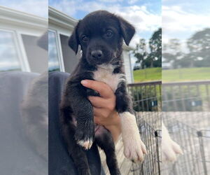 Border Collie-Huskies  Mix Dogs for adoption in Pierceton , IN, USA