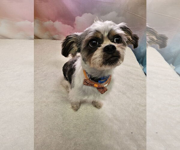 Medium Photo #1 Chihuahua-Unknown Mix Puppy For Sale in Metairie, LA, USA