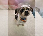Small Chihuahua Mix