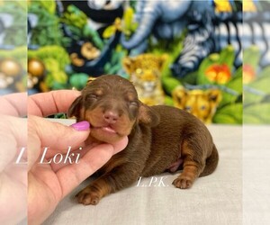 Dachshund Puppy for sale in WINNSBORO, LA, USA