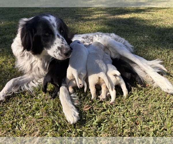 Medium Photo #1 Golden Pyrenees Puppy For Sale in ALVIN, TX, USA