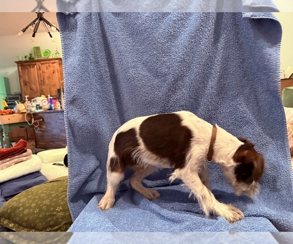 Medium Photo #1 King Schnauzer Puppy For Sale in GRANBURY, TX, USA