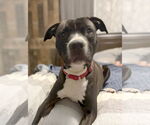 Small #3 American Pit Bull Terrier Mix