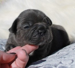 French Bulldog Puppy for sale in WAYCROSS, GA, USA