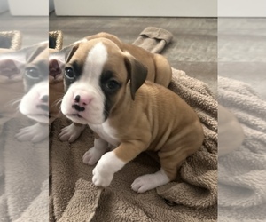Boxer Puppy for sale in MURRIETA, CA, USA