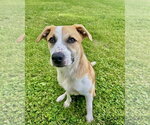 Small #3 Canadian Eskimo Dog Mix