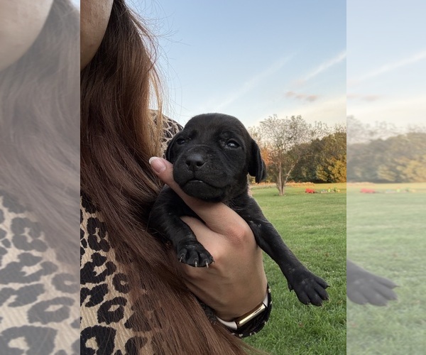 Medium Photo #8 Treeing Walker Coonhound Puppy For Sale in ZANESVILLE, OH, USA