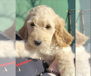 Goldendoodle-Poodle (Standard) Mix Puppy for sale in EATON, CO, USA