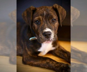 Boxer-Unknown Mix Dogs for adoption in Duluth, MN, USA