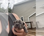 Image preview for Ad Listing. Nickname: Gracie