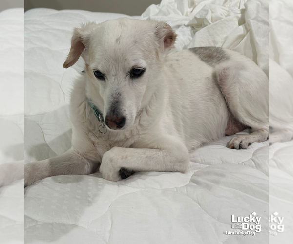 Medium Photo #1 Jack-A-Bee Puppy For Sale in Washington, DC, USA