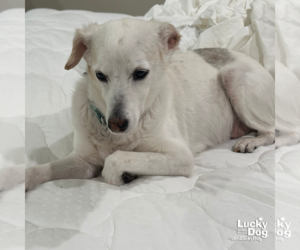 Jack-A-Bee Dogs for adoption in Washington, DC, USA