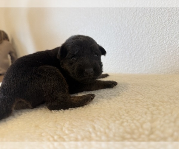 Medium Photo #1 German Shepherd Dog Puppy For Sale in VANCOUVER, WA, USA