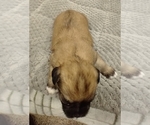 Small Photo #5 Puggle-Shih Tzu Mix Puppy For Sale in NEW YORK MILLS, MN, USA