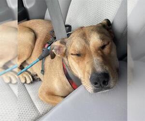 American Bulldog Dogs for adoption in Bakersfield, CA, USA
