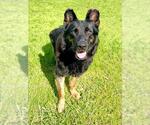 Small German Shepherd Dog