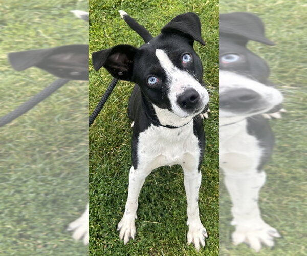 Medium Photo #3 Mutt Puppy For Sale in Evansville, IN, USA