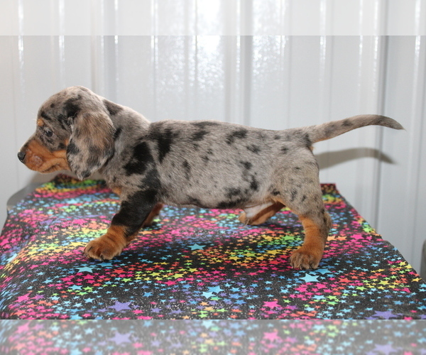 Medium Photo #4 Dachshund Puppy For Sale in BEDFORD, IN, USA