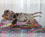 Small Photo #4 Dachshund Puppy For Sale in BEDFORD, IN, USA