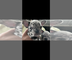 French Bulldog Puppy for sale in CHATSWORTH, CA, USA