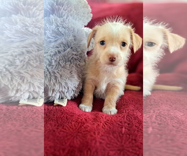 Medium Photo #1 Mutt Puppy For Sale in Grafton, WI, USA