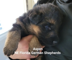 German Shepherd Dog Puppy for sale in ORANGE PARK, FL, USA