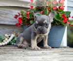 Small Photo #19 French Bulldog Puppy For Sale in BALTIC, OH, USA