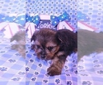 Small Photo #24 Yorkshire Terrier Puppy For Sale in AKRON, OH, USA