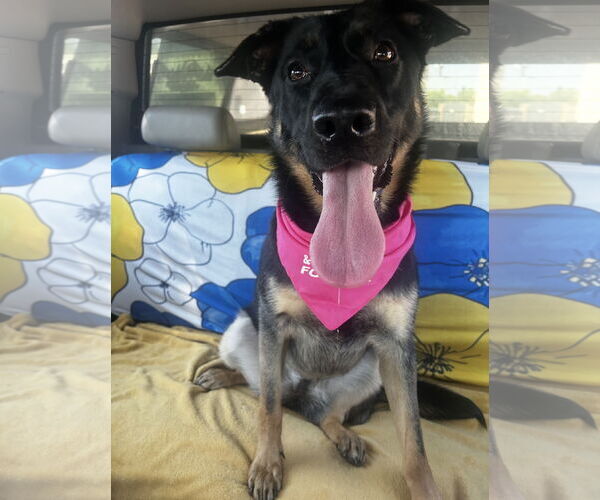 Medium Photo #7 German Shepherd Dog-Unknown Mix Puppy For Sale in Euless, TX, USA