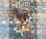 Small Beagle Mix