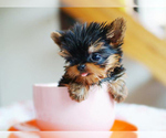 Small #1 Yorkshire Terrier