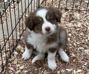 Australian Shepherd Puppy for sale in MIDDLESEX, NC, USA