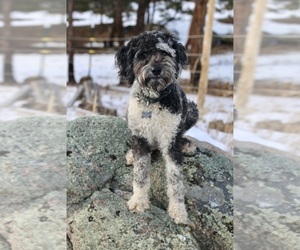 Mother of the Aussiedoodle-Aussiedoodle Miniature  Mix puppies born on 12/11/2022