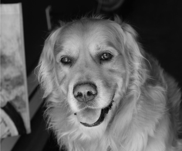 Medium Photo #1 Golden Retriever Puppy For Sale in ALPENA, MI, USA