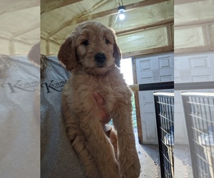 Goldendoodle Puppy for sale in KINGSTON, MO, USA