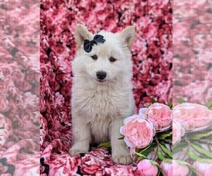 Alaskan Husky-Pomsky Mix Puppy for sale in QUARRYVILLE, PA, USA