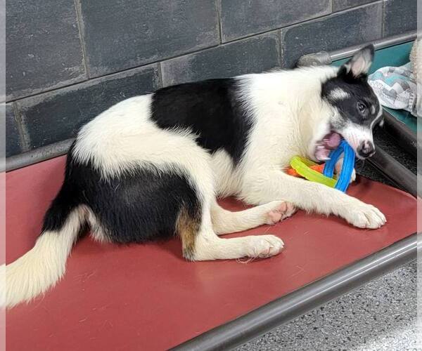 Medium Photo #15 Border Collie Puppy For Sale in Highland, IL, USA