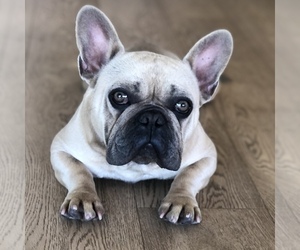 French Bulldog Puppy for sale in SAN DIEGO, CA, USA