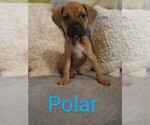 Puppy 1 Bullmastiff-Bullypit Mix