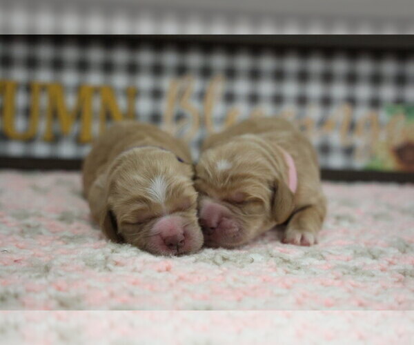 Medium Photo #2 Golden Cocker Retriever Puppy For Sale in Aylmer, Ontario, Canada