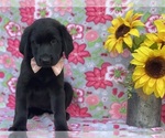 Small Photo #1 Shepradors Puppy For Sale in LANCASTER, PA, USA