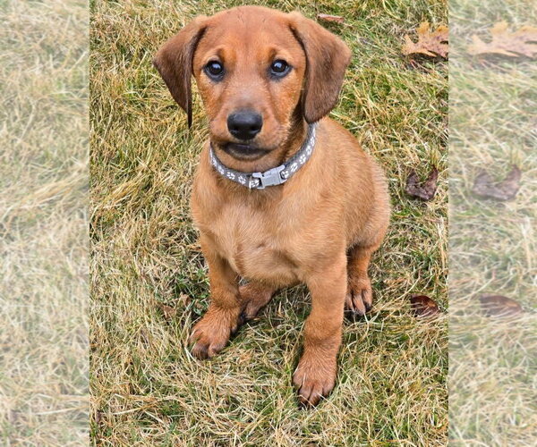 Medium Photo #7 Dachshund-Doberman Pinscher Mix Puppy For Sale in Buffalo, MN, USA