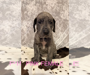 Great Dane Puppy for Sale in WALNUT GROVE, Missouri USA