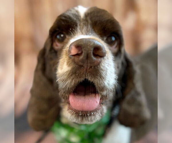 Medium Photo #1 Cocker Spaniel Puppy For Sale in Arlington, VA, USA
