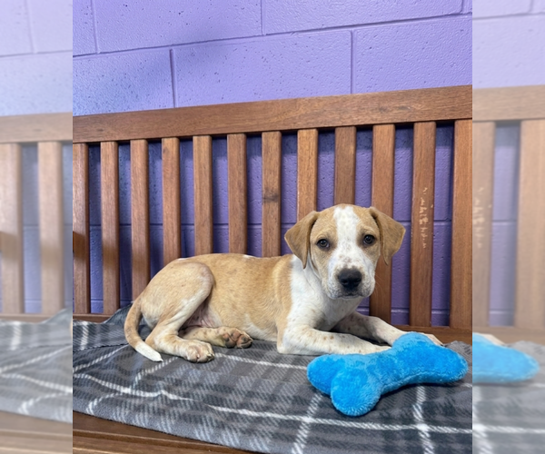 Medium Photo #3  Puppy For Sale in , 