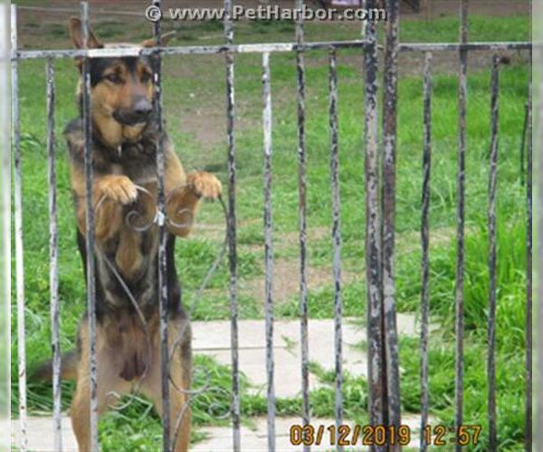Medium Photo #1 German Shepherd Dog Puppy For Sale in Stockton, CA, USA