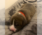 Small Photo #11 American Pit Bull Terrier Puppy For Sale in MOORESBURG, TN, USA