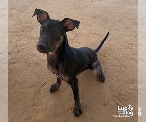 Ranger - Male Labrador Retriever-Unknown Mix Dog for Adoption - Photo #6