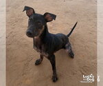 Small Photo #6 Labrador Retriever-Unknown Mix Puppy For Sale in Washington, DC, USA