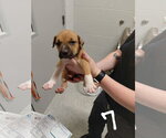 Small #4 American Pit Bull Terrier-Black Mouth Cur Mix
